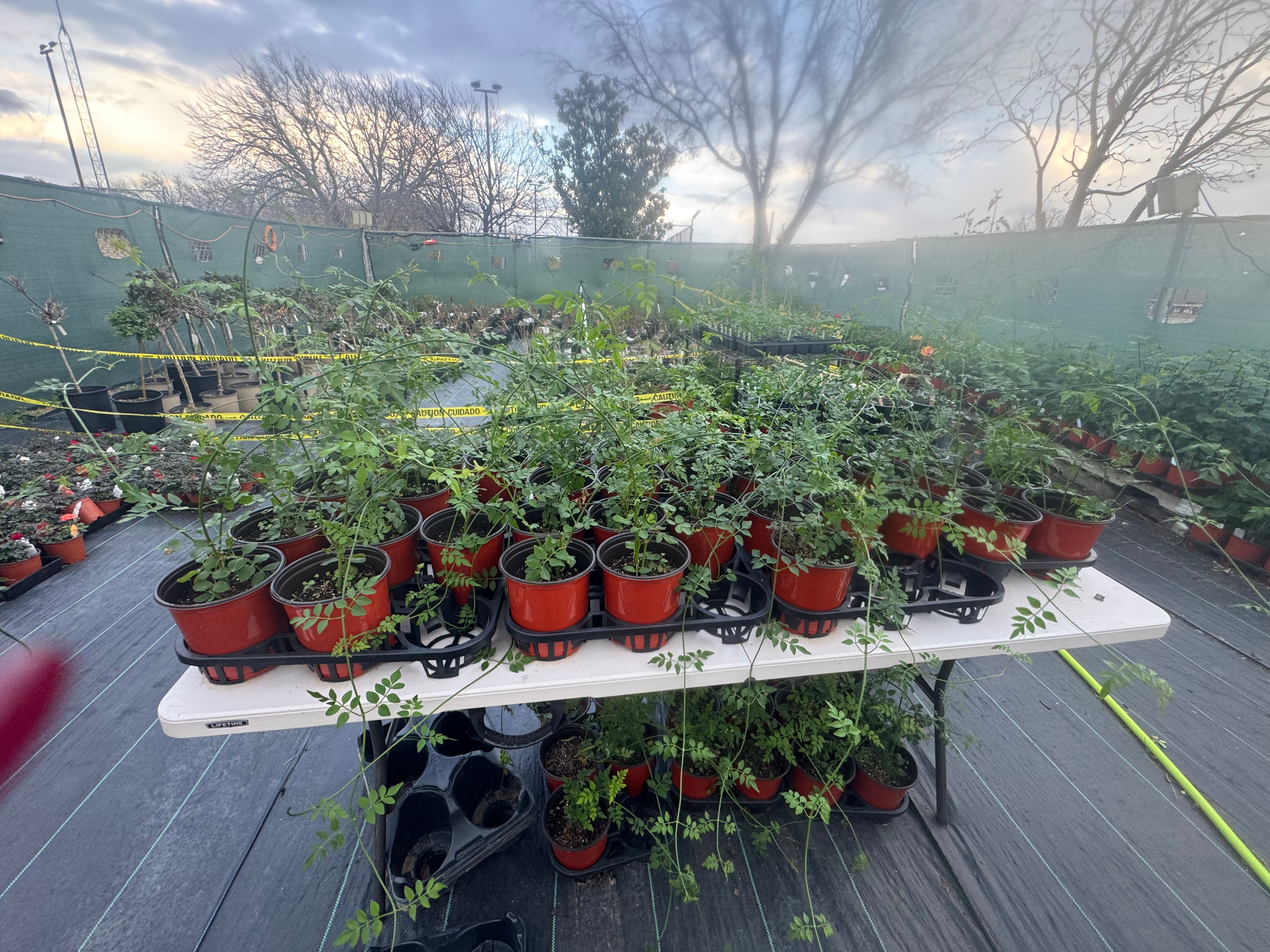 Pink Jasmine /Jathi malli/Chameli 