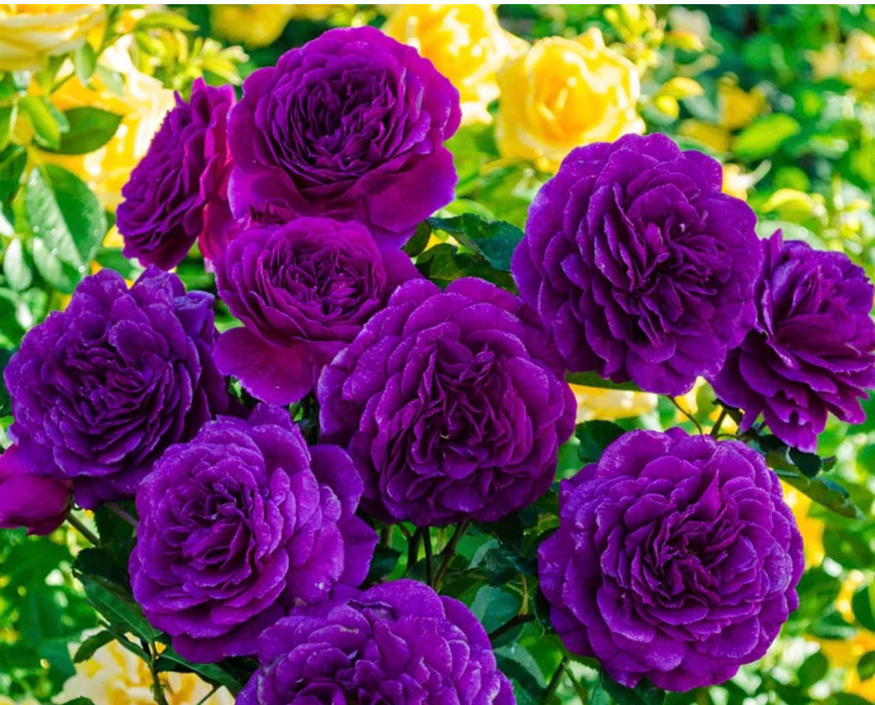 EBB Tide Bush Variety Rose