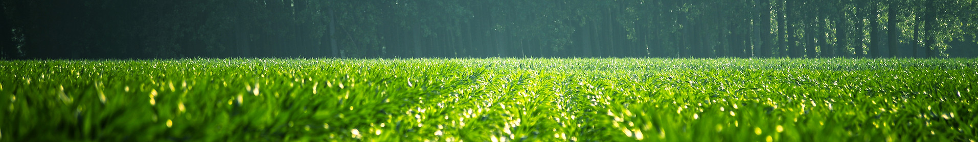 Green Field