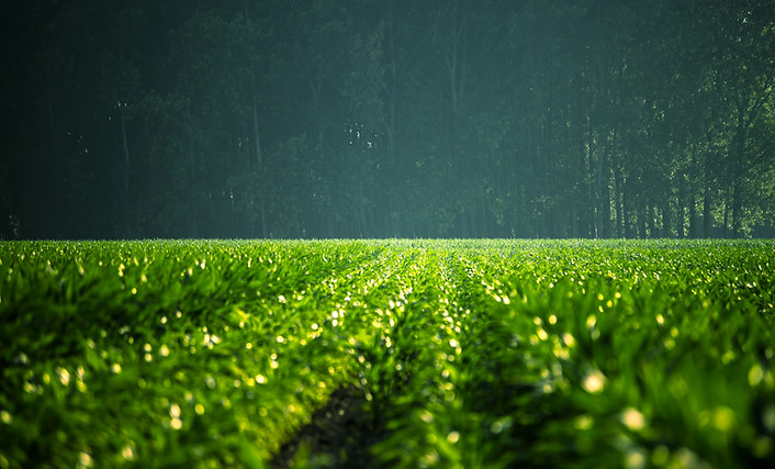 Green Field