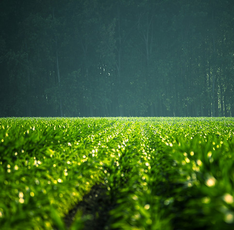 green Field