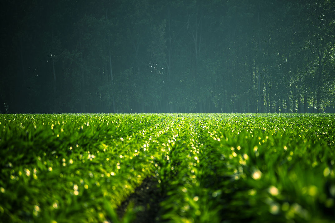 Green Field Landscape