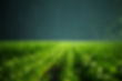 Green Field