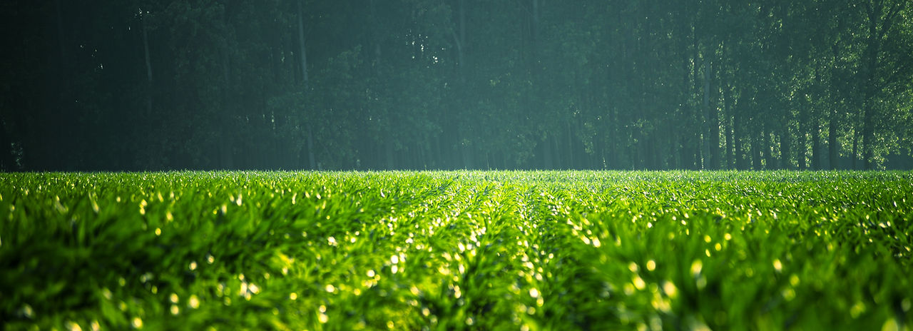 Green Field