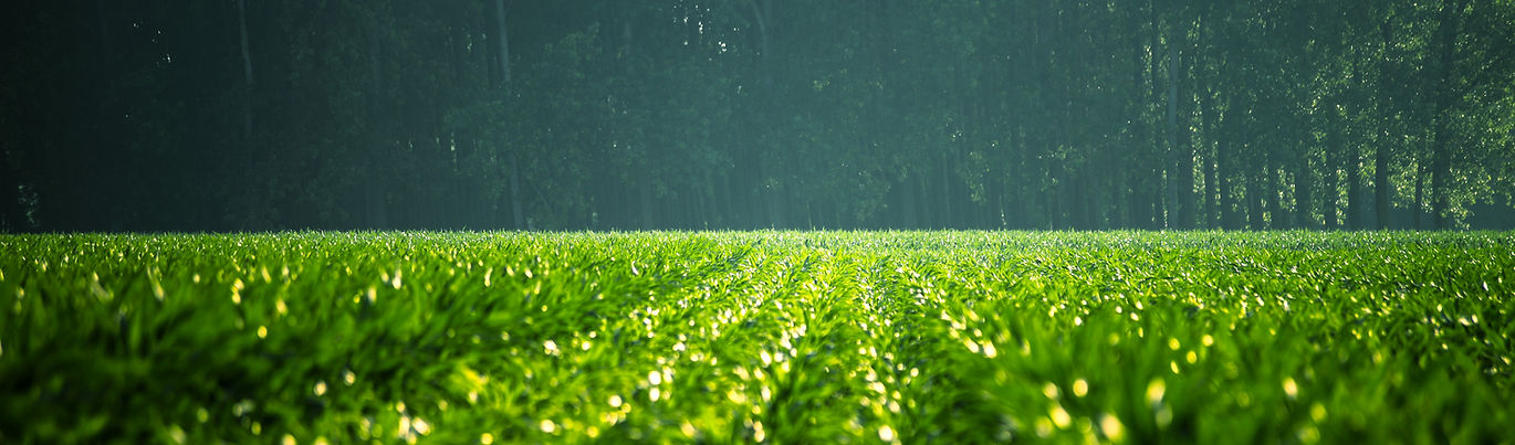 green Field