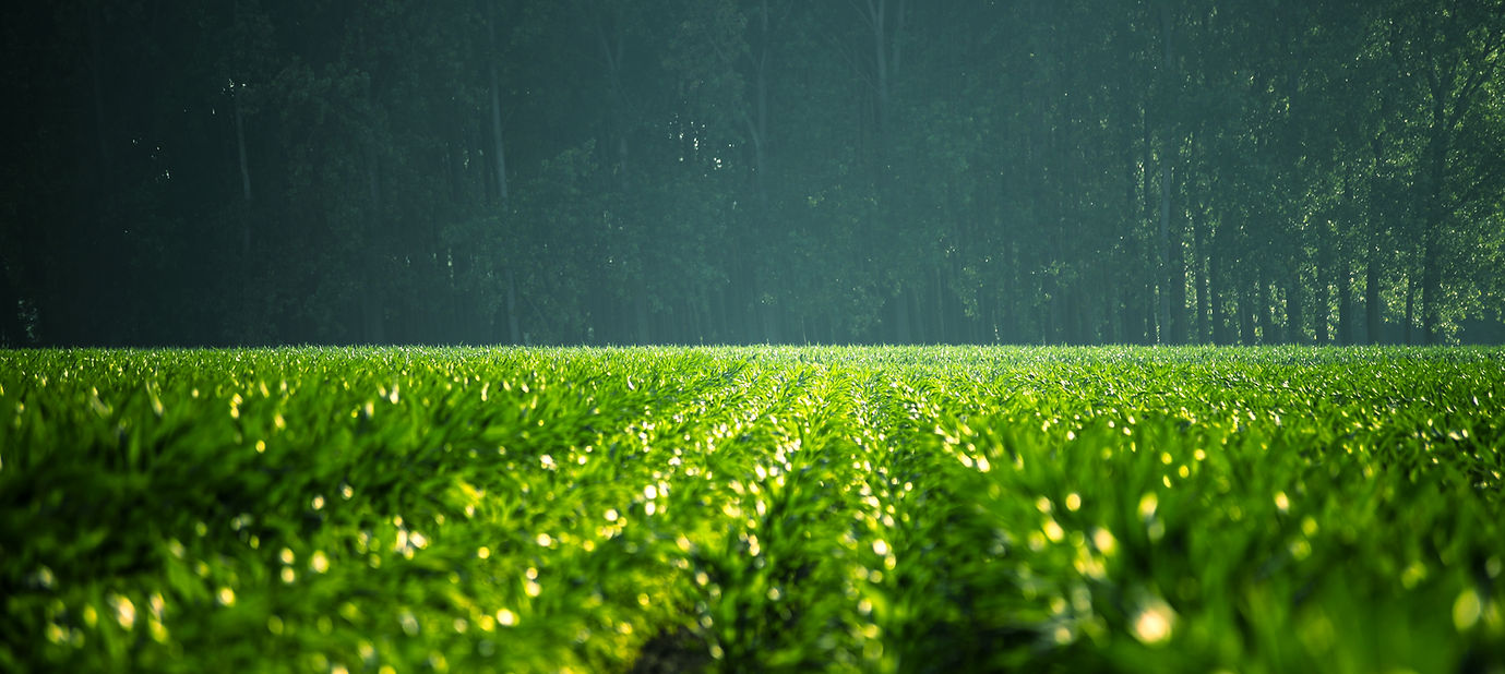 Green Field