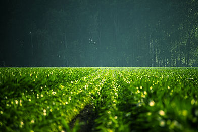 green Field