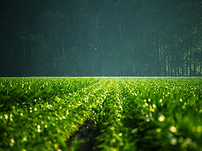 Financial Incentives for Carbon Farming in the European Union: Policy Evidence and Opportunities 