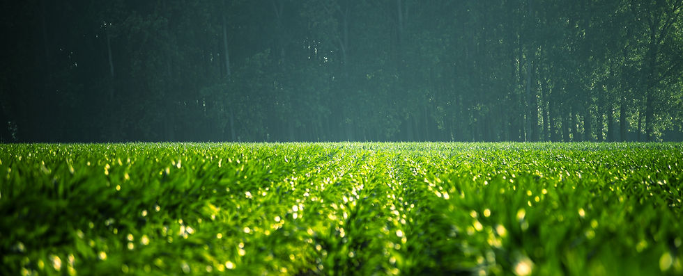 Green Field