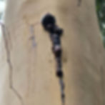 possible indication of longhorn bar infestation looks like.