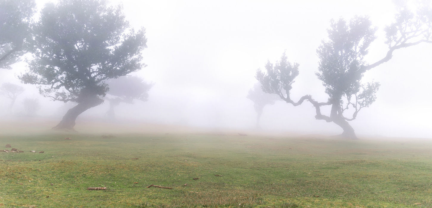 Fanal Lake in Madeira laurel forest