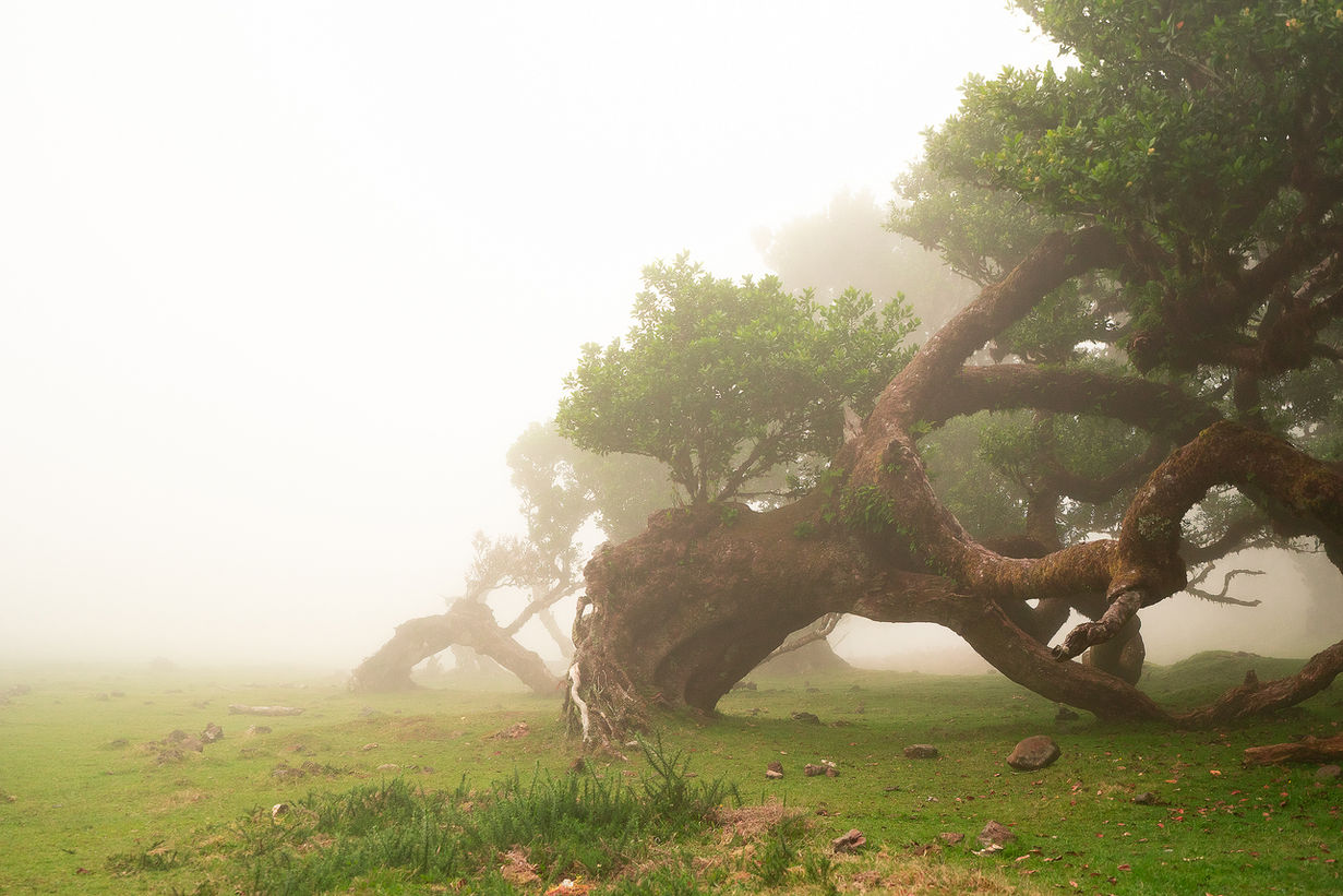 Fanal Forest in Madeira laurel trees