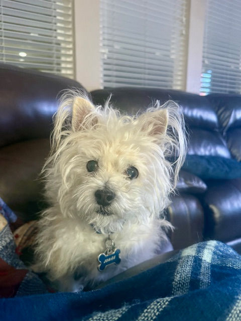 Lessons from a Blind Dog and a Loving God