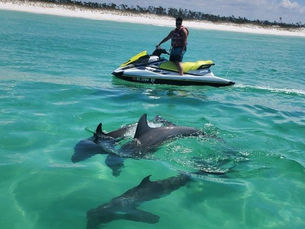 Man on jet ski near dolphins in clear turquoise water. Sandy shore and trees in the background. Bright, sunny day with a relaxed vibe.
