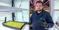 Master Transplanting and Light Cycles | Cilantro Grow Guide