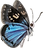 butterfly 3.png