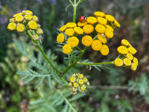 Wild and medicinal plants in my garden right now