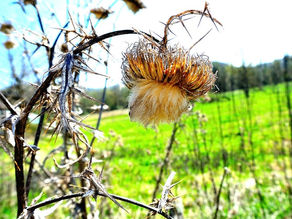 The awe of wild plants