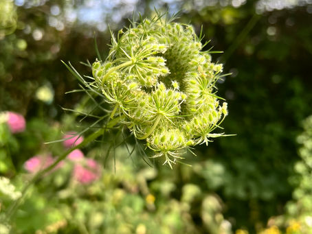 Gardening with wild flowers