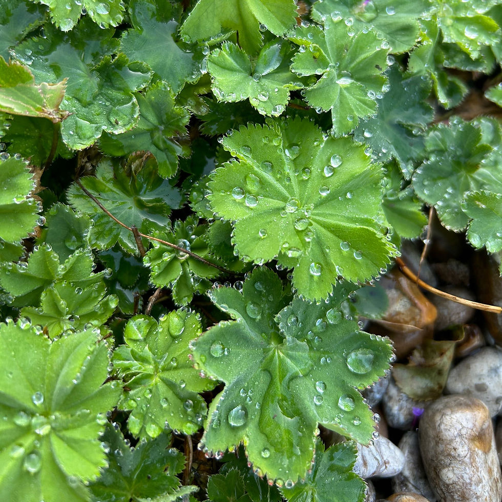 Lady's Mantle: Finding abundance within