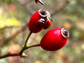 Rose: love, pain and integrative healing