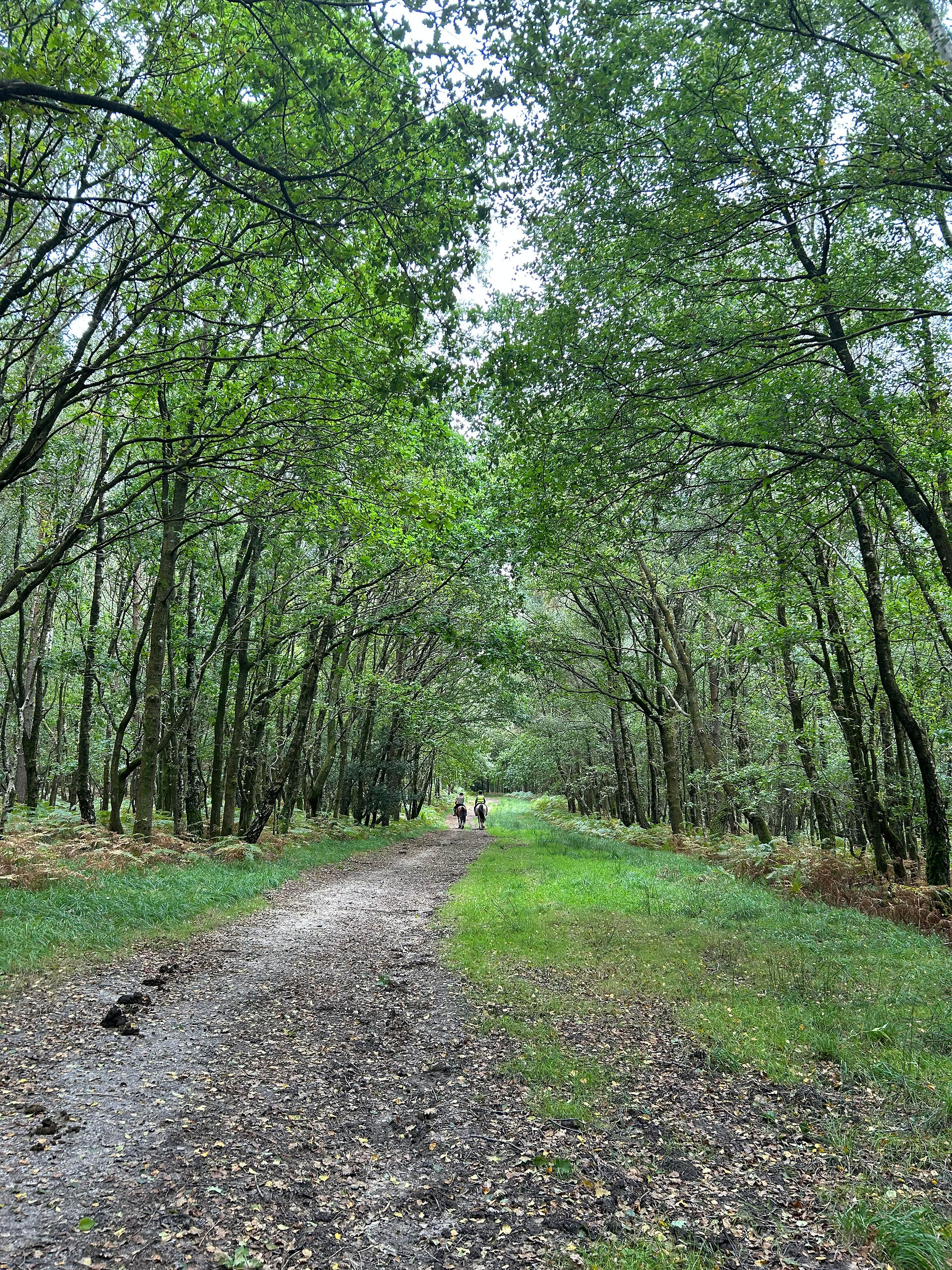 forest walk ashdown forest