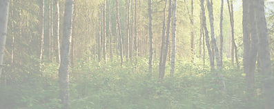 ersuntreeslarge_edited.jpg