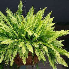 A exuberante samambaia paulistinha e o seu aspecto espetado.