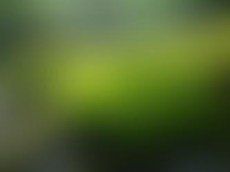 Caring for Moss Plants: Essential Tips for a Lush Green Touch