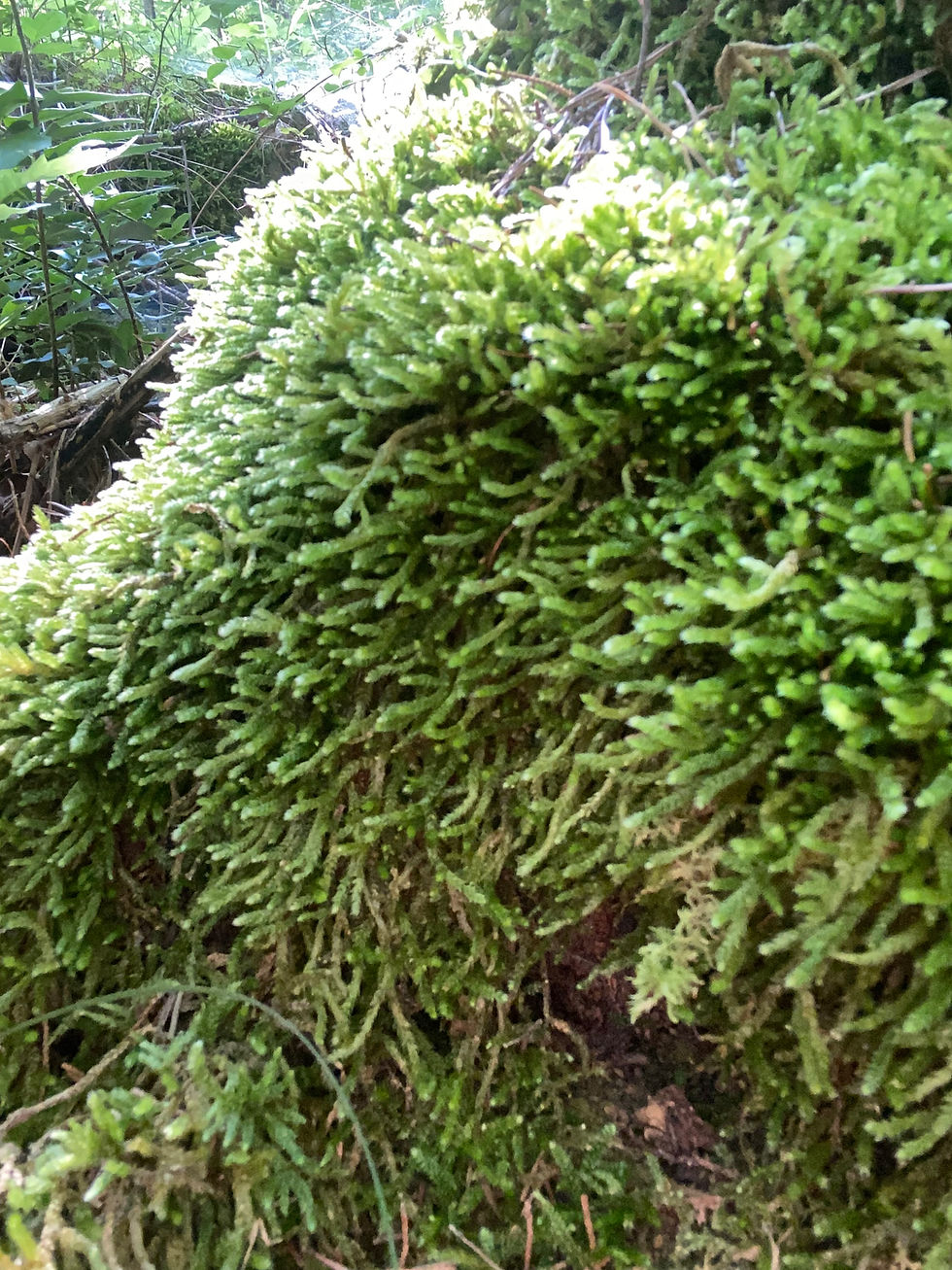 Thumbnail: worm moss spoon moss appalachian moss n more