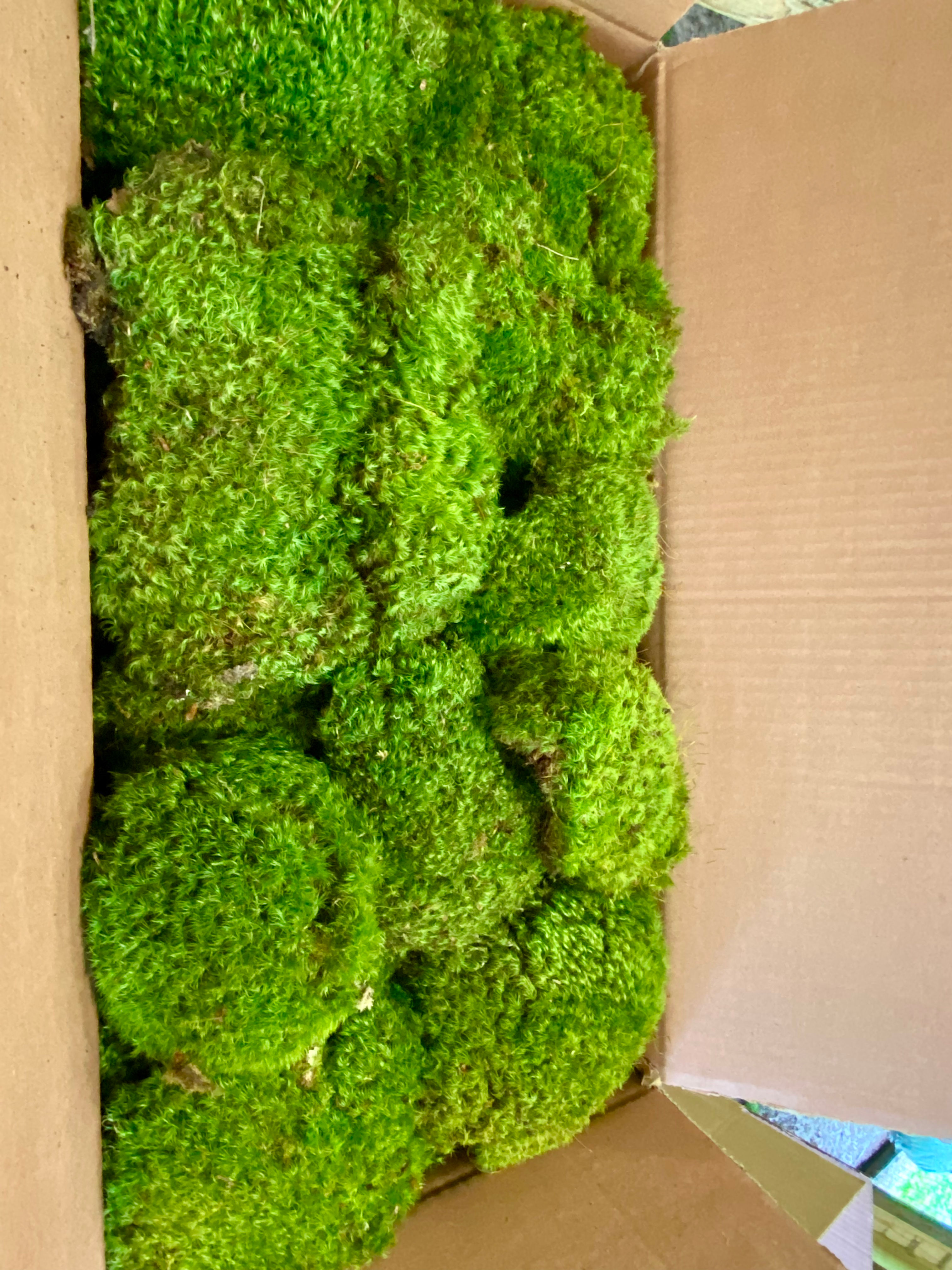 Rock Cap Moss – Dicranum Scoparium (Mood Moss)