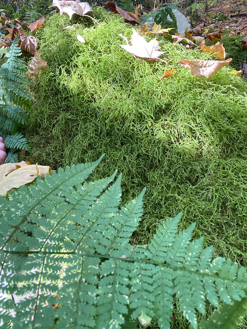 Thumbnail: Glittering Woods Moss - Hylocomium splendens