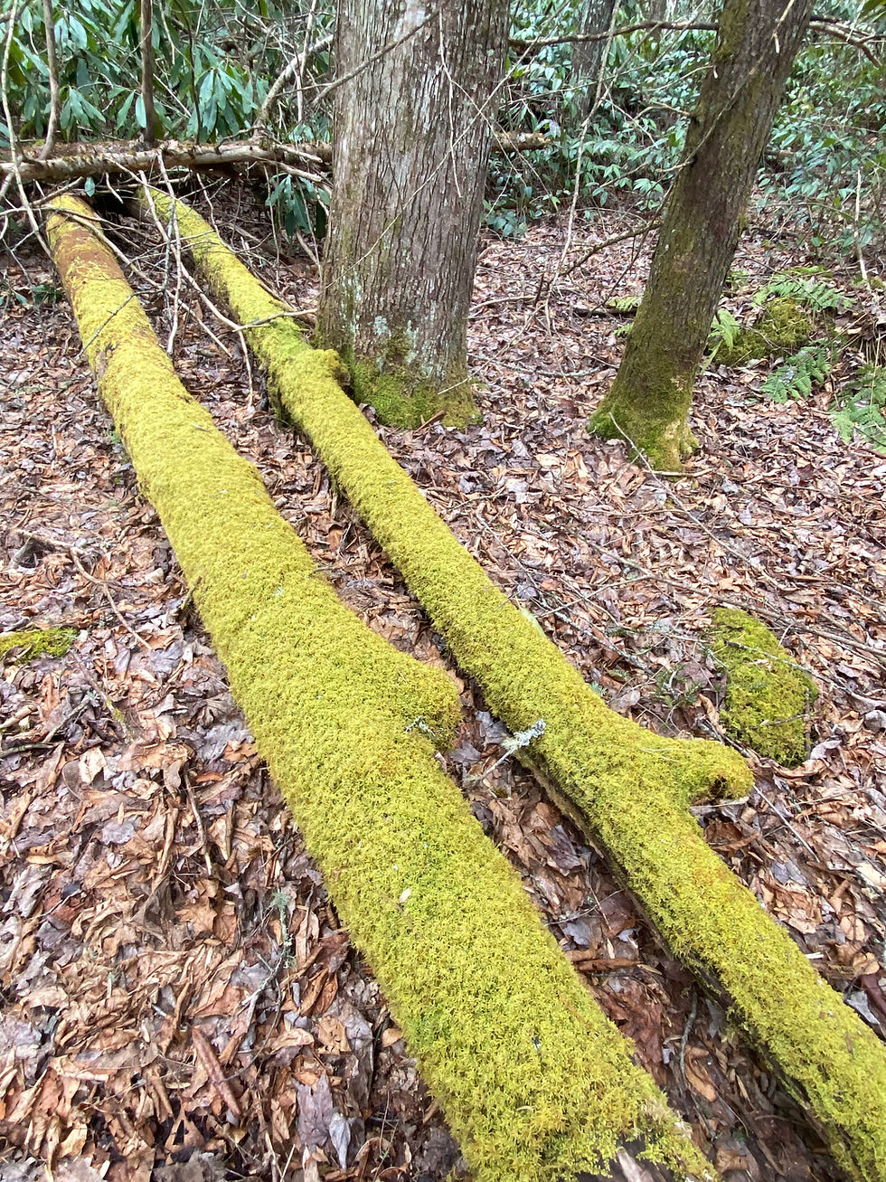 Thumbnail: sheet moss hypnum moss appalachian moss n more