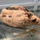 Thumbnail: Antique japenese Carp fish made in petrified wood 30cmx4cmx17cm