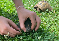 osteopatia animale ticino