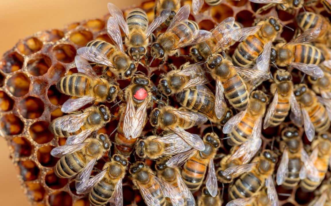 reasons to requeen your beehive Large.jpeg
