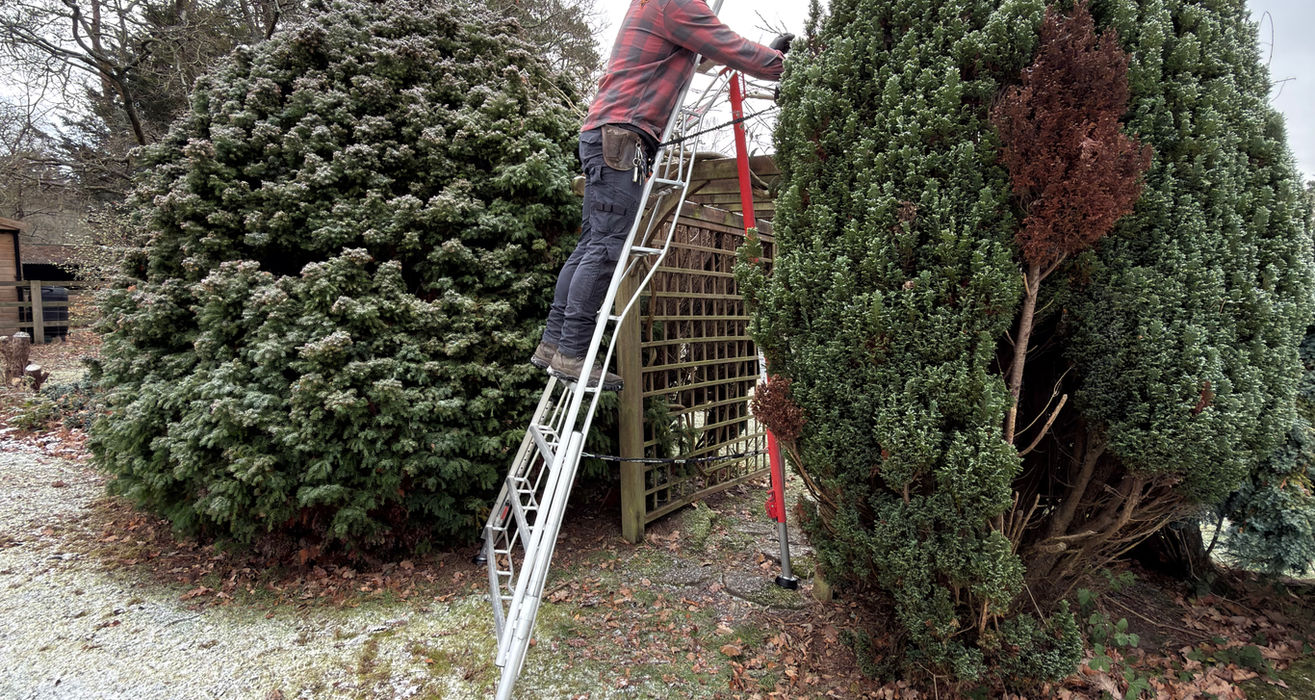 Man on ladder pruning large green bush outdoors.