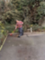 Tree Services