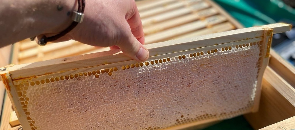 Black Mountain Honey - Our Story
