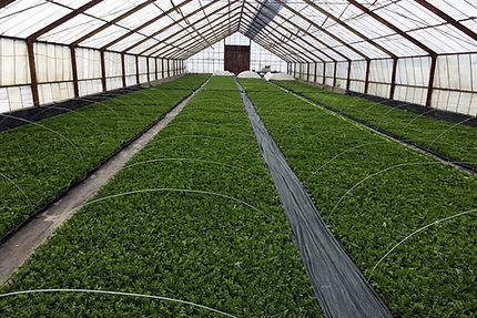 Rows of green plants growing inside a large greenhouse with a transparent roof and walls.