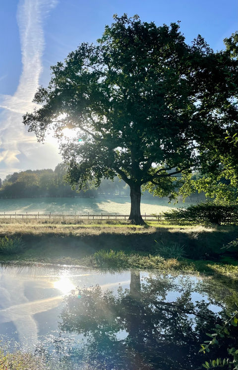 Effingham Carp Fishery25.jpg