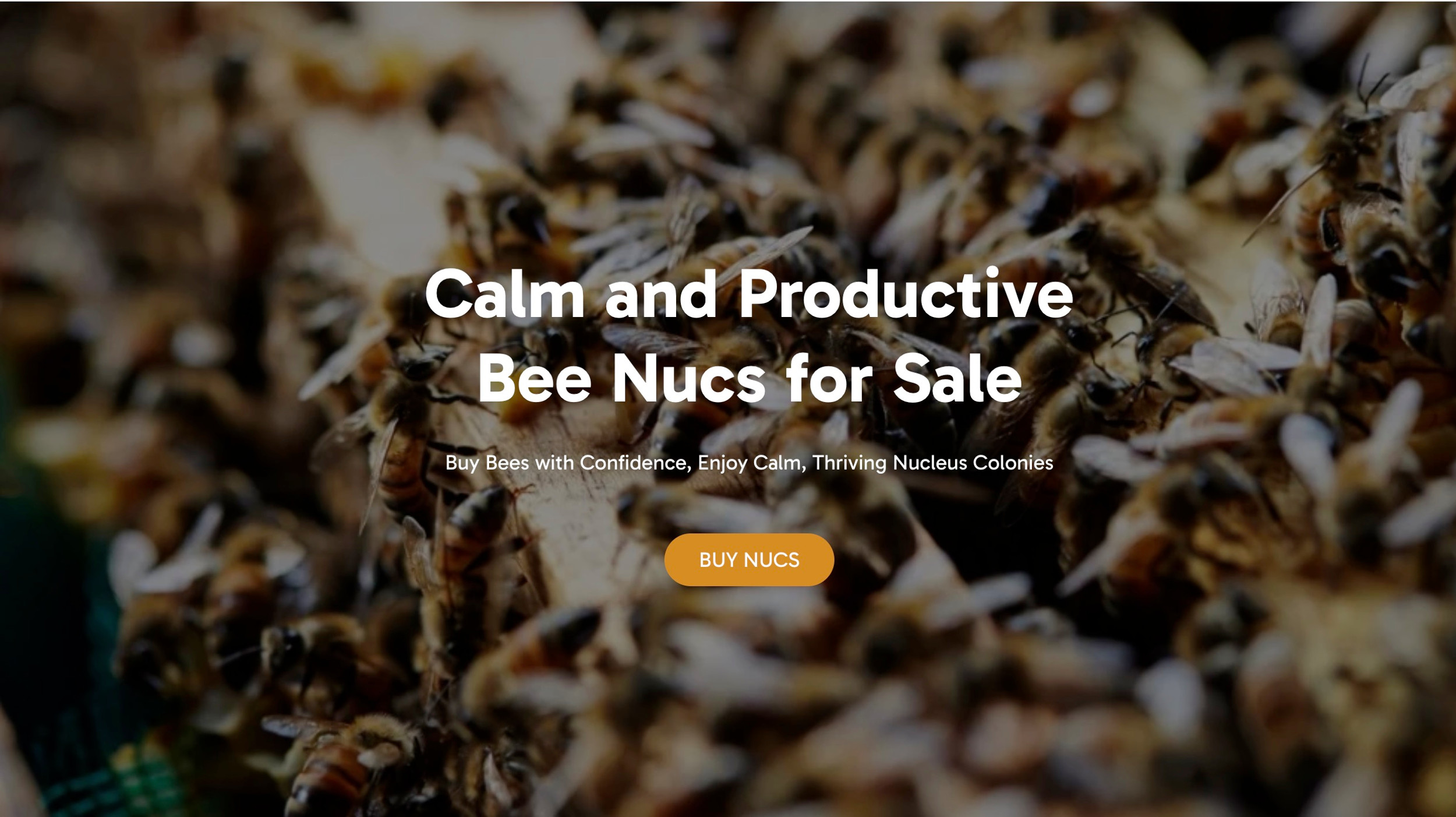 Bee Nucs for Sale Buy Bees Buckfast Bees Black Mountain Honey