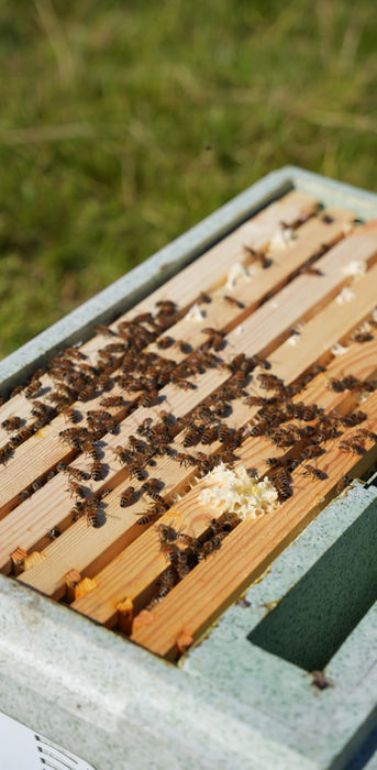 Busy bees on a wooden hive, collecting honey. BLACK MOUNTAIN HONEY