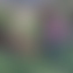 The Best Times to Renovate Your Lawn: Early Spring and Late Summer/Early Autumn