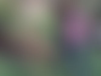 The Best Times to Renovate Your Lawn: Early Spring and Late Summer/Early Autumn