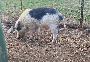 FullSizeRender 30.HEIC