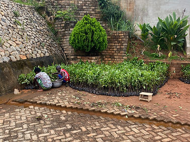 Helpers on the Sub250 project unload seedlings