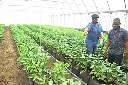 greenhouse farming ;project