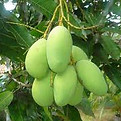 mango fruit on the tree