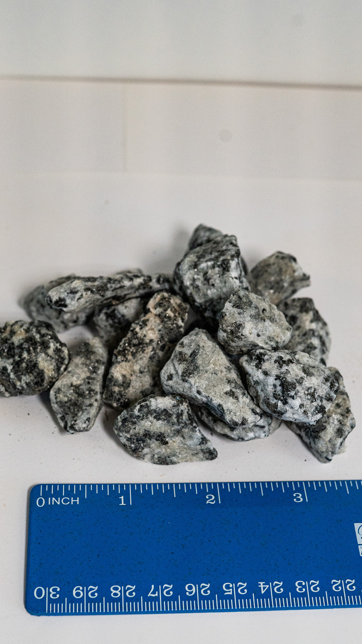 Dalmatian (3/4)